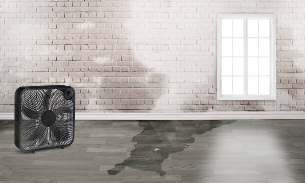 Best Mold removal after water damage  in Intercourse, PA